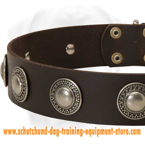 Leather Dog Collar With Ergonomic Design