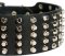 Studded Leather Dog Collar
