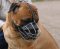 Bullmastiff Big Wire Basket dog muzzle