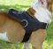 Looking for Big Dog Freedom Harness for schutzhund dogs