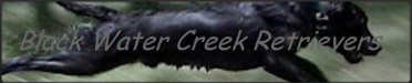 Black Water Creek Retrievers