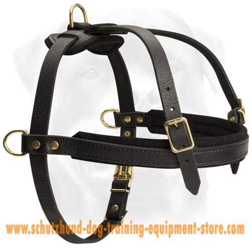 Gorgeous Leather Dog Harness