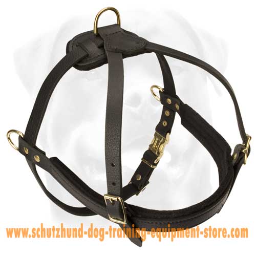 Spectacular Leather Dog Harness