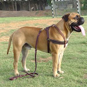 Fleece Padded Harness for working dogs-everyday dog harness