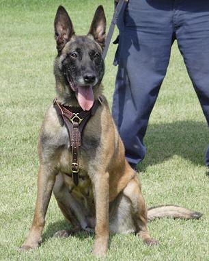 leather dog harness for k9,police,schutzhund 