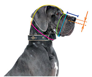 This pictures will help you to measure your dog for a good fit muzzle