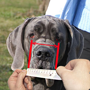 This diagram shows how to measure your doggie