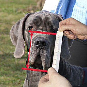 Measure your companion with the help of this diagram