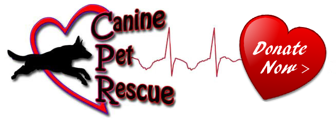 Non-profit animal rescue organization focusing on saving
German Shepherds