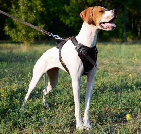 How to Choose a Dog Harness