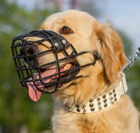 Purchasing a Dog Muzzle